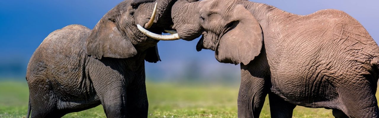 Two elephants with their trunks wrapped around eachother.