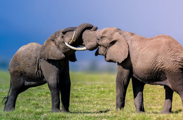 Two elephants with their trunks wrapped around eachother.