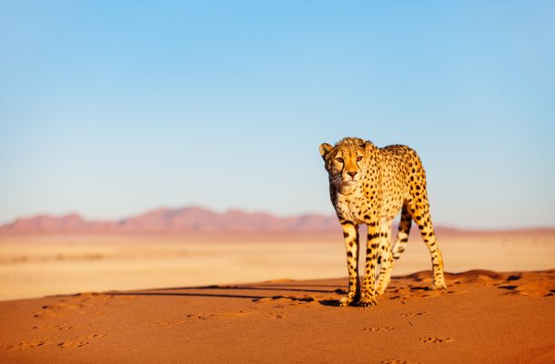 Cheetah looking forward in desert.