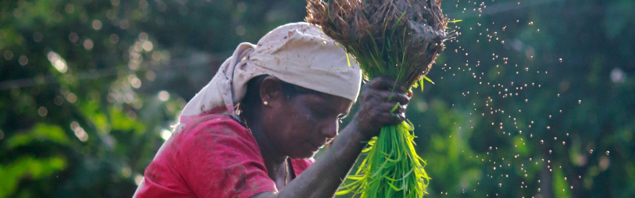 Female farmer with crop in hand.
