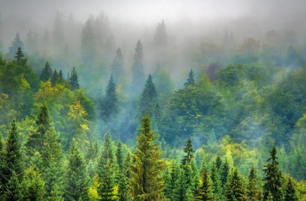 Forestry, Land and Agriculture emissions image of trees in for