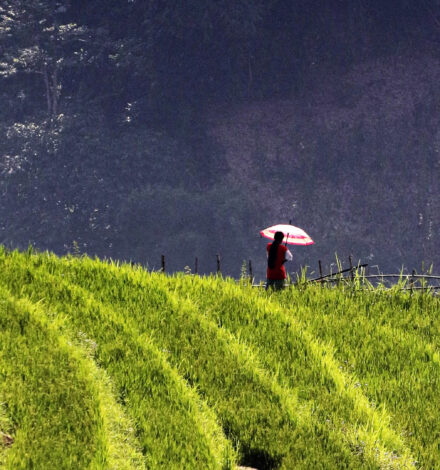 Simply Sustainable net-zero - rice fields