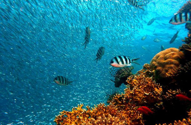 Simply Sustainable Ocean Reef with fish